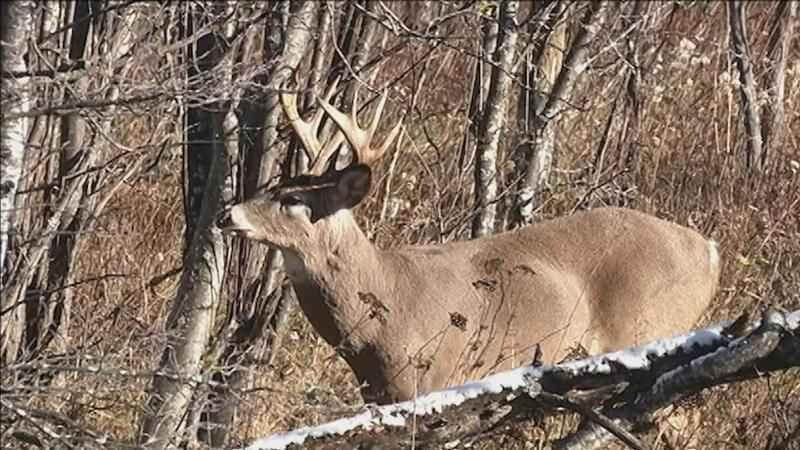 Special deer season set in Prentiss County due to Chronic Wasting Disease