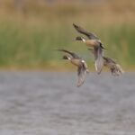 Waterfowl Report Highlights Habitat Conditions and Bird Movements This week’s Weekly Wingbeat waterfowl report is out