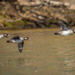 New Weekly Waterfowl Report Released by State Agency A new Weekly Wingbeat waterfowl report is out