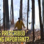 Prescribed Burning Seen as Key Tool for Wildlife Habitat Management In the right hands, prescribed burning can be the most important tool in the toolbox for land manage