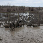 Mississippi Warns of Wild Hogs, Non-Native Species Causing Damage Photos from Mississippi Department of Wildlife, Fisheries, and Parks's post