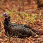 Wild turkeys thrive in winter with adaptations and abundant habitat Did you know?