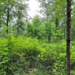 Mississippi wildlife officials promote cost-effective habitat improvements for hunters Photos from Mississippi Department of Wildlife, Fisheries, and Parks's post