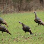 Understanding Wild Turkey Movements Throughout the Year Photos from Mississippi Department of Wildlife, Fisheries, and Parks's post