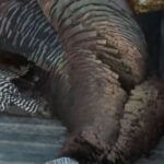 Mississippi hosts live Q&A on turkey hunting regulations Get ready for turkey season in Mississippi!