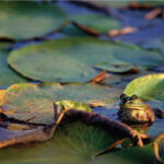 Mississippi's American Bullfrog takes center stage this Wildlife Wednesday This #WildlifeWednesday, let's spotlight Mississippi's American Bullfrog!
