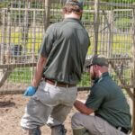 Options for Trapping Wild Hogs in Mississippi Photos from Mississippi Department of Wildlife, Fisheries, and Parks's post