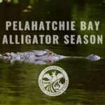 Mississippi wildlife officials remind hunters to buy permits for Pelahatchie Bay alligator season by Saturday noon MDWFP wants to remind hunters that those drawn have until Saturday (2/28) at noon to purchase the ne