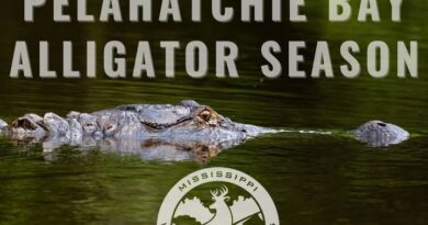 Mississippi wildlife officials remind hunters to buy permits for Pelahatchie Bay alligator season by Saturday noon MDWFP wants to remind hunters that those drawn have until Saturday (2/28) at noon to purchase the ne