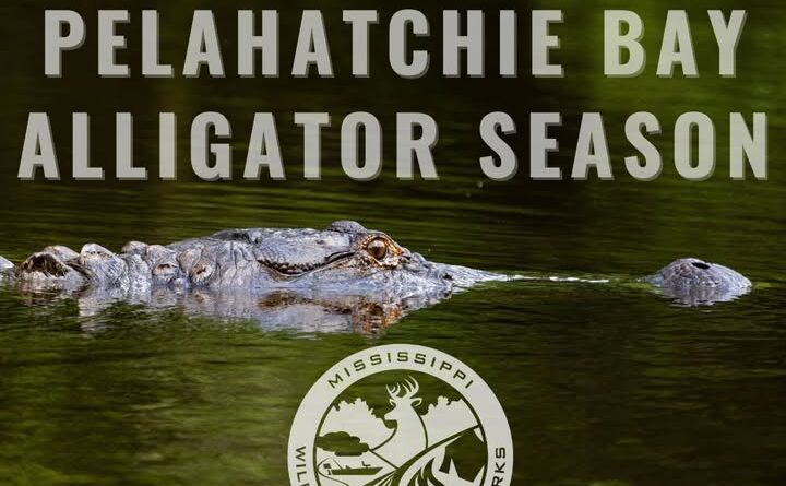 Mississippi wildlife officials remind hunters to buy permits for Pelahatchie Bay alligator season by Saturday noon MDWFP wants to remind hunters that those drawn have until Saturday (2/28) at noon to purchase the ne