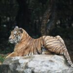 Northeast Mississippi Community College adds 26 players in signing period Photo by Mehmet Turgut Kirkgoz on Pexels