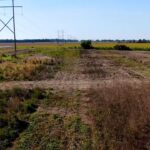 Dove field planting season fast approaching, experts advise planning now The time for planting your dove fields is arriving fast!