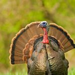 Mississippi Turkey Season Opens March 14, Hunters Prepared for Season Turkey Season is right around the corner - it's time to gear up for the gobble!