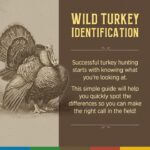 Mississippi Wildlife Officials Highlight Tips for Identifying Male Wild Turkeys Photos from Mississippi Department of Wildlife, Fisheries, and Parks's post