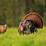Mississippi Wild Turkey Season Set for March to May 2026 The 2026 Spring Wild Turkey season will open March 14, 2026 and will be extended through May 3, 2026