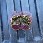 Mississippi wildlife officials highlight the role of gizzard stones in turkeys Photos from Mississippi Department of Wildlife, Fisheries, and Parks's post