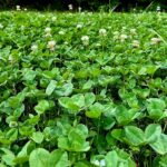 Expert tips for healthier, larger clover plots this year Want bigger, healthier clover plots this year?
