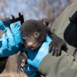 Mississippi wildlife officials conduct annual bear den checks Photos from Mississippi Department of Wildlife, Fisheries, and Parks's post