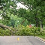 Tree blocks W route on College Street in front of McMillan Funeral Home ‼️Tree is down and blocking W