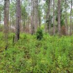 Managing for Deer and Turkeys: Are Strategies the Same? Managing for Deer and Turkeys: Is It the Same Approach?