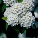 Mississippi First Lady Elee Reeves Offers Support to Susie Wiles Battling Cancer Photo by 대정 김 on Pexels