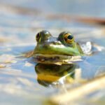 Mississippi Frog Season Runs April 1 to Sept. 30 Let us tell you about our good friend – Jeremiah