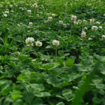 Experts say skipping mowing boosts clover food plots for wildlife Think your clover food plot needs mowing?