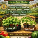 Baldwyn FFA Holds Annual Plant Sale Starting Easter Monday 🌱 Baldwyn FFA Annual Plant Sale 🌱