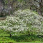 Mississippi Department of Wildlife, Fisheries and Parks Shares Clues About Early-Blooming Tree Photos from Mississippi Department of Wildlife, Fisheries, and Parks's post