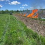 Growing season burns offer wildlife and habitat benefits Think fire is just for winter?