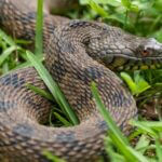 Mississippi wildlife officials warn of increased snake activity in spring Photos from Mississippi Department of Wildlife, Fisheries, and Parks's post