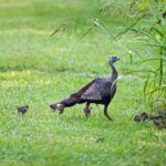 Wild turkeys lay eggs in hidden nests, with low survival rates This #TurkeyTuesday we're talking nesting!