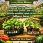 Baldwyn FFA Holds Annual Plant Sale to Support Students π± Baldwyn FFA Annual Plant Sale π±