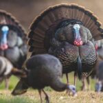 Wild turkeys rely on 'fat sponge' to survive breeding season This #TurkeyTuesday, we’re talking about a turkey’s “fat sponge.”