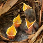 Spring brings increased sightings of young animals in Mississippi Spring is in full swing in Mississippi, and now is time you’ll often see young animals on the move!