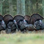 Turkeys' love of storytelling is all about having a good tail, expert says Why do turkeys love storytelling?👀