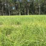 Wild Turkey Management Should Continue Even as Season Ends Turkey season may be nearing its close, but that doesn't mean you should stop managing your property