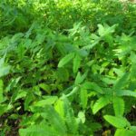 Mississippi wildlife officials share tips for successful summer food plots Photos from Mississippi Department of Wildlife, Fisheries, and Parks's post