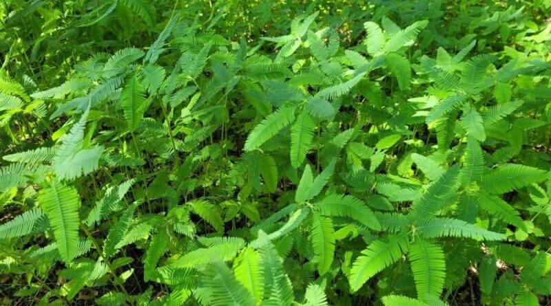 Mississippi wildlife officials share tips for successful summer food plots Photos from Mississippi Department of Wildlife, Fisheries, and Parks's post