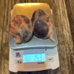 Deer Kidney Fat Levels Offer Insight Into Herd Health Photos from Mississippi Department of Wildlife, Fisheries, and Parks's post
