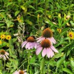 Mississippi promotes native plants to support wildlife and improve habitat Photos from Mississippi Department of Wildlife, Fisheries, and Parks's post