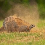 Wild turkeys practice dusting, sunning, and anting for self-maintenance Photos from Mississippi Department of Wildlife, Fisheries, and Parks's post
