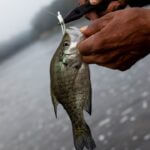 Mississippi Fisheries Biologists Release Spring Fishing Forecasts Every spring, MDWFP fisheries biologists carefully review fall sampling data to develop a Fishing Fo