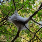Forest Tent Caterpillars Create Web Tents in Mississippi Trees Photos from Mississippi Department of Wildlife, Fisheries, and Parks's post