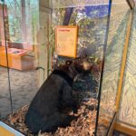 Mississippi exhibits black bear conservation history at MDWFP headquarters Photos from Mississippi Department of Wildlife, Fisheries, and Parks's post