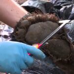 Mississippi's Black Bear comeback driven by conservation efforts The return of black bears to Mississippi didn’t happen by chance - it started with a purpose and a v