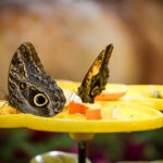 Baldwyn Elementary Students Observe Butterfly Life Cycle Photo by Magda Ehlers on Pexels