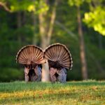Mississippi extends 2025-2026 wild turkey season through May 5 REMINDER!
