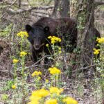 Tips for Living Safely Around Black Bears We can’t wrap up Bear Week without making sure you know the best practices when living alongside bla