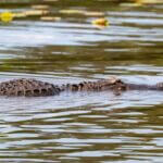 Louisiana opens private lands alligator season applications The Private Lands alligator season applications are open!